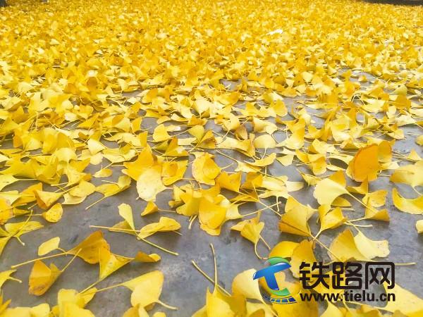 �M�ؽ��S(<a href=http://m.ehuashu.com/zhongtiewuhandianqihuaju/ target=_blank class=infotextkey>���F��h늚⻯��</a>���F���޹�˾�V�ݷֹ�˾�����z).jpg