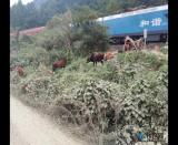 7�^��ţ�F·߅������ Σ�U(xi��n) ��Ȫ(li��n)���(du��)�T���r(sh��)��ֹ ��