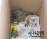 商都所救助一只國家“三有”保護(hù)動物