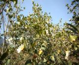 �Ї�Ʒ���v���Ї���������չ��(chu��ng)�����I��؛����